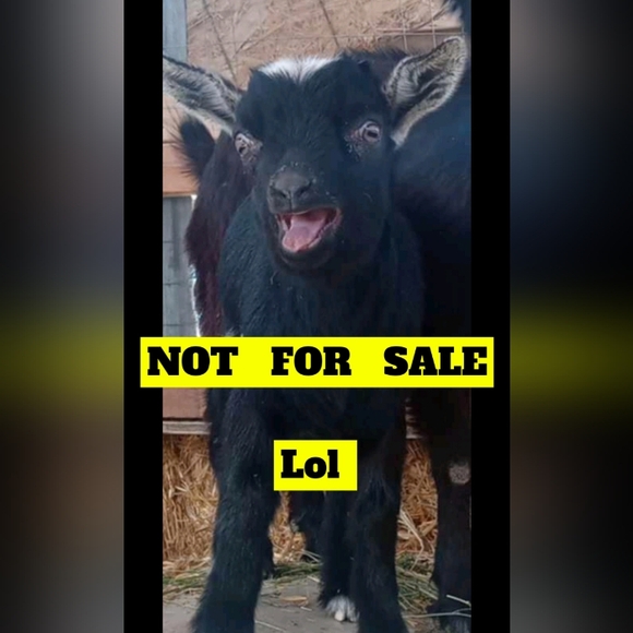 Apt. 9 (petite large) floral sleeveless dress - Picture 1 of 4